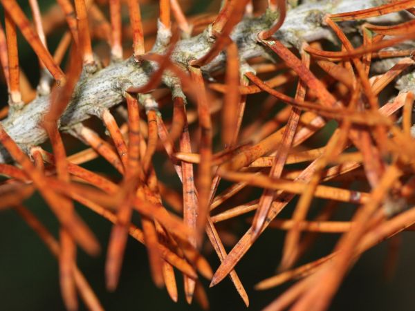 Brown spot needle blight