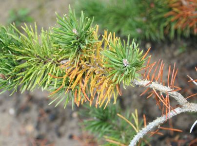 Sypavka borov&iacute;c hned&aacute;