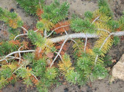 Sypavka borov&iacute;c hned&aacute;