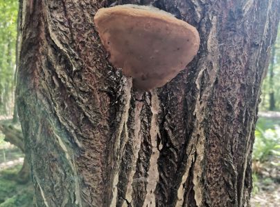 Ohňovec obyčajn&yacute;