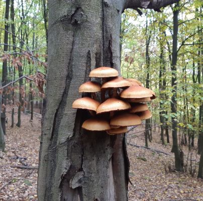 Armillaria mellea 
