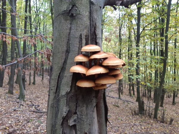 Armillaria root rot