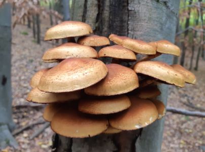 Podpňovka obyčajn&aacute;