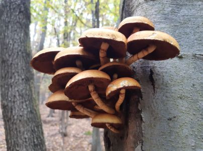 Podpňovka obyčajn&aacute;