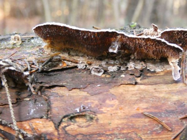 Violet-pored bracket fungus