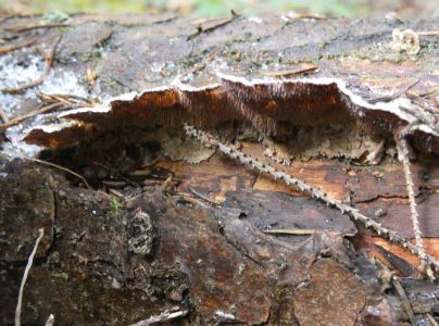 Ryhovec jedľov&yacute;