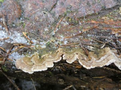 Ryhovec jedľov&yacute;