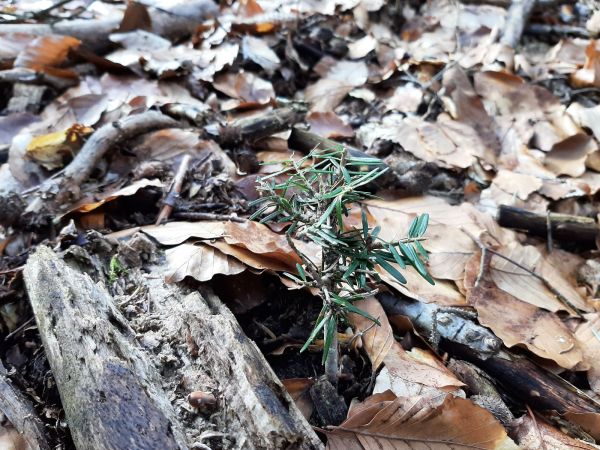 European fallow deer