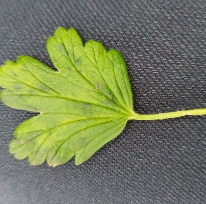 A - nie je v datab&aacute;ze