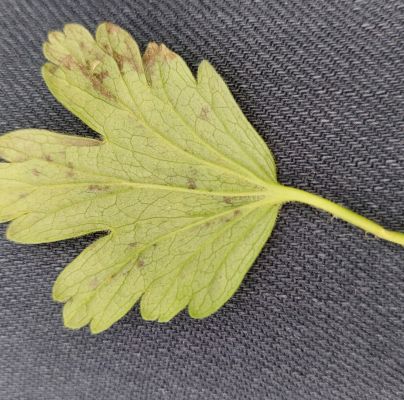 A - nie je v datab&aacute;ze