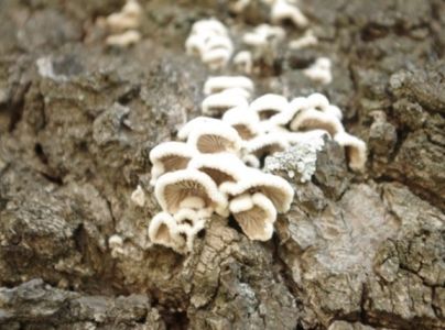 Klanolupeňovka obyčajn&aacute;