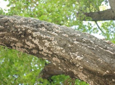 Klanolupeňovka obyčajn&aacute;