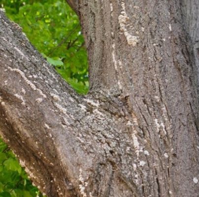 Schizophyllum commune