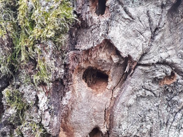 Great capricorn beetle