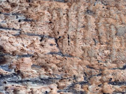 Lykokaz jaseňov&yacute;