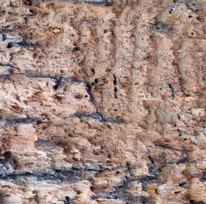 Hylesinus varius (=fraxini)