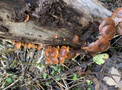 Plamienka zimn&aacute;