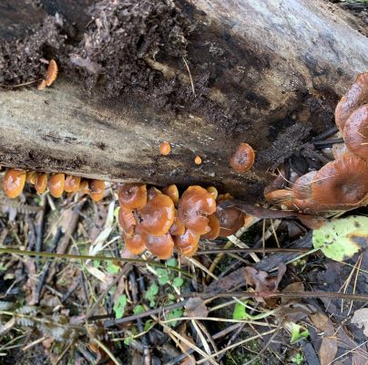 Flammulina velutipes
