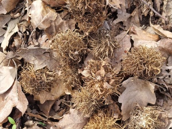 Gall wasp Andricus caputmedusae