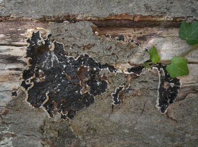 Uchovka p&aacute;sikav&aacute;