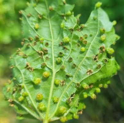 Viteus (Dactylosphaera) vitifoliae