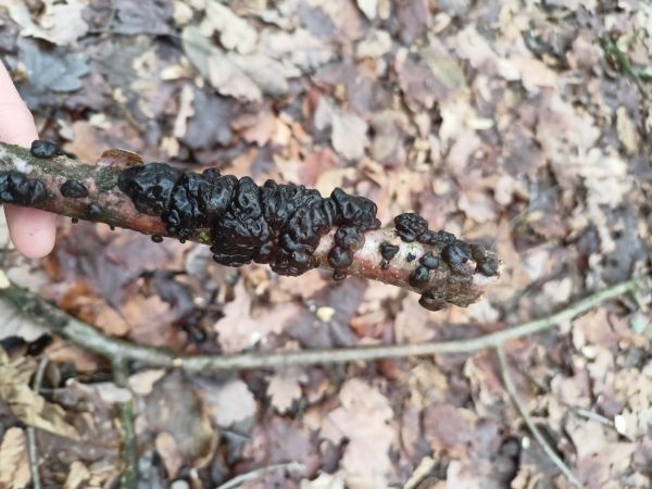 Witches&rsquo;s butter