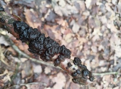 Tmavor&ocirc;solovec mozgovit&yacute;