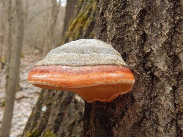 Red banded polypore