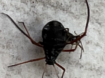 Medovnica Cinara curvipes