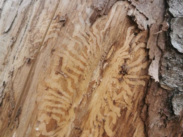 European spruce bark beetle