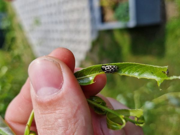Leaf beetle Chrysomela vigintipunctata