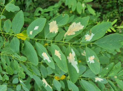 Psotka ag&aacute;tov&aacute; 