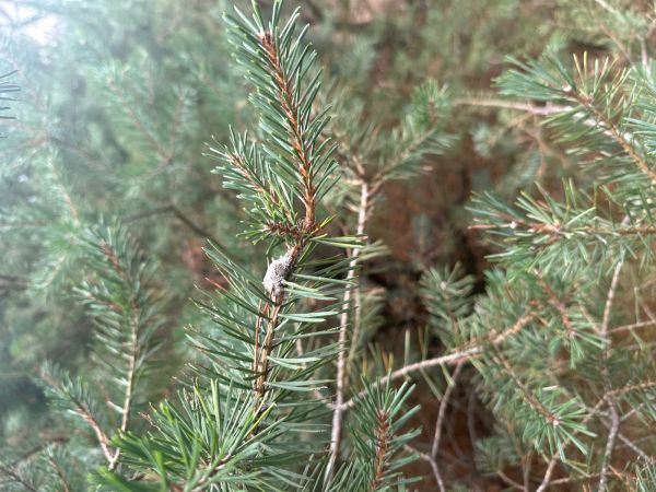 Pine resin-gall moth