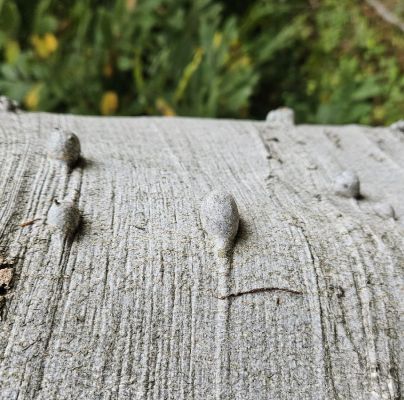 A - Ambiguously determined, we are not sure