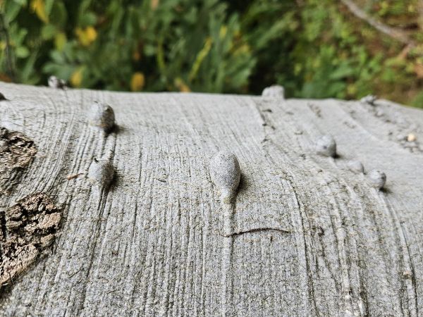 A - Ambiguously determined, we are not sure