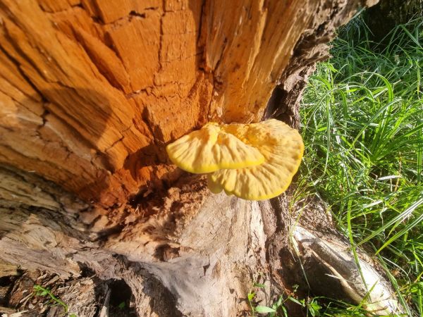 Sulphur fungus rot