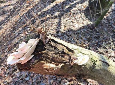 Tr&uacute;dnikovec hrbat&yacute;