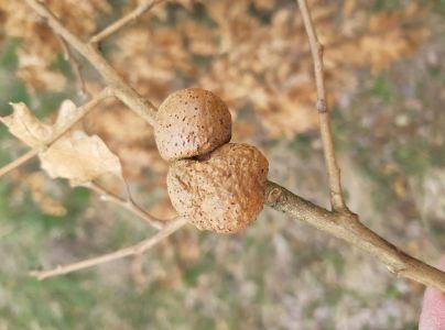 Hrčiarka Aphelonyx cerricola