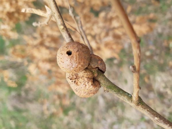 Gall wasp Aphelonyx cerricola