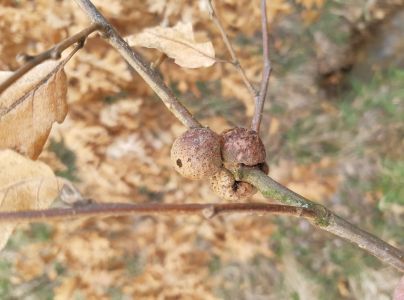 Hrčiarka Aphelonyx cerricola