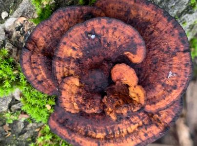 Sieťkovček červenkast&yacute;