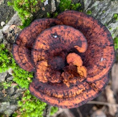 Daedaleopsis confragosa 