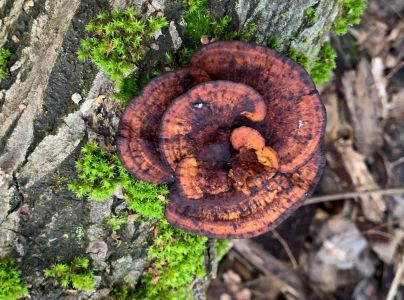 Sieťkovček červenkast&yacute;