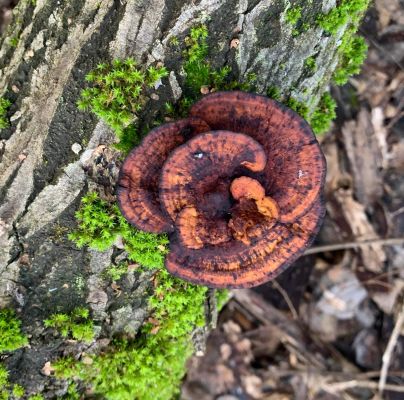 Daedaleopsis confragosa 