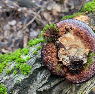 Daedaleopsis confragosa 