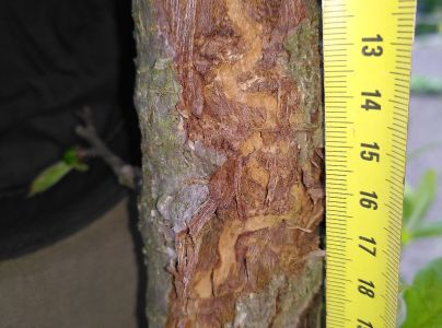 Poln&iacute;k stromov&yacute;