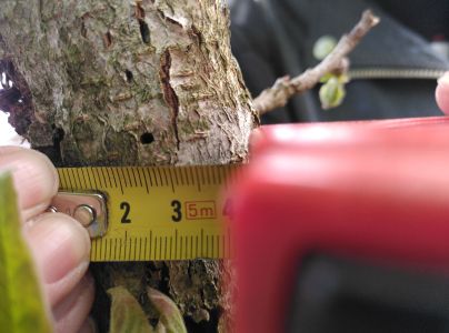 Poln&iacute;k stromov&yacute;