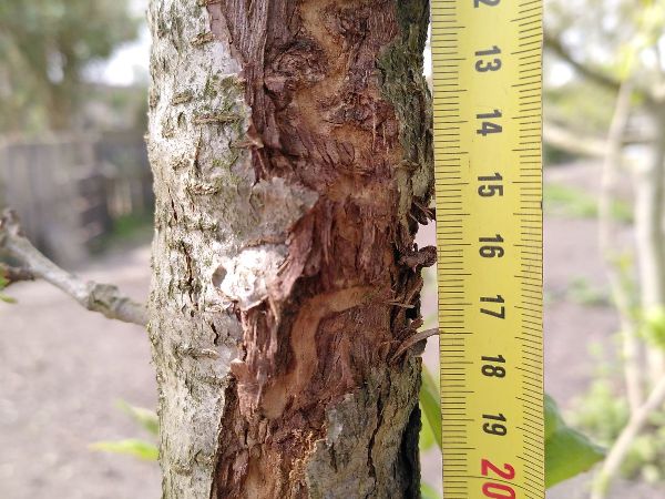 Sinuate pear tree borer