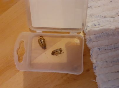 Chr&uacute;stik letn&yacute;