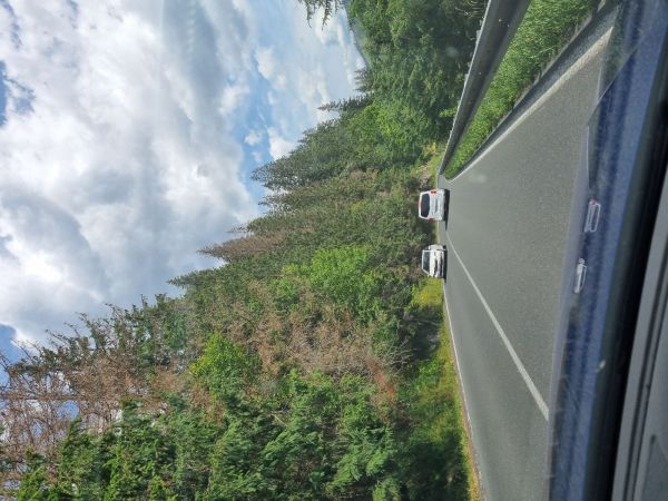 European spruce bark beetle